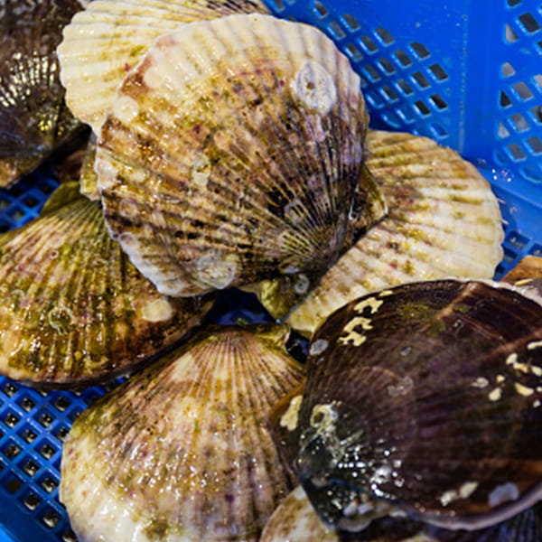 Fokus pada pengelolaan dan pengembangan organisme seperti tanaman atau hewan secara terkontrol.