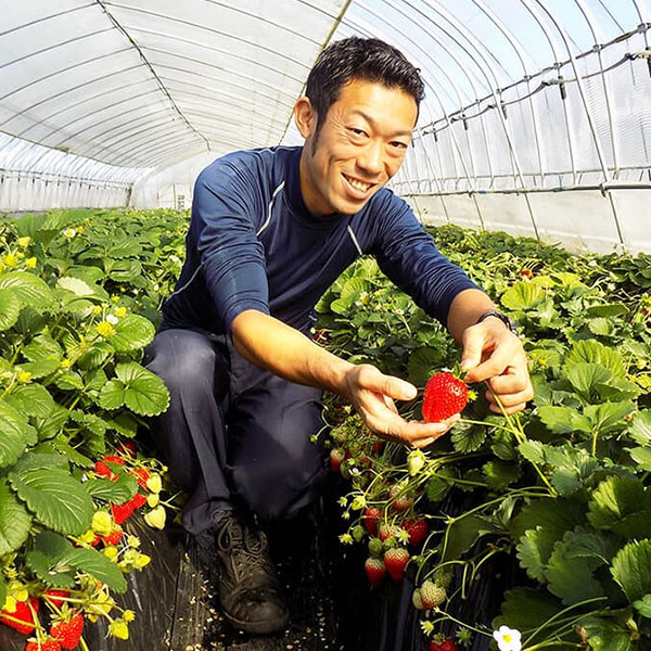 Bekerja di sektor pertanian seperti menanam, merawat, dan memanen hasil dengan sistem modern Jepang.