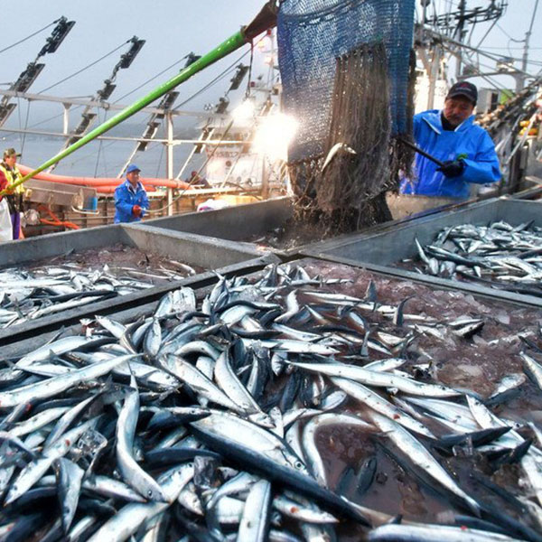Meliputi penangkapan, budidaya, hingga pengolahan hasil laut di industri perikanan Jepang.