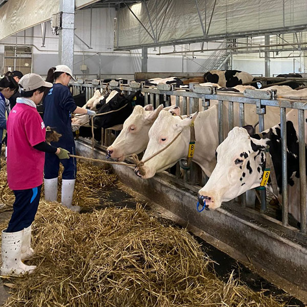 Bekerja dalam perawatan hewan ternak, pemberian pakan, serta pengelolaan hasil peternakan.